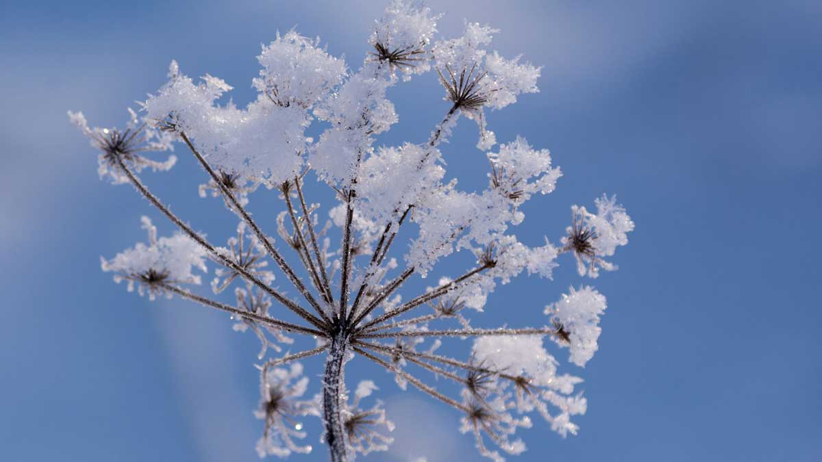 saints-de-glace-gardencenter2