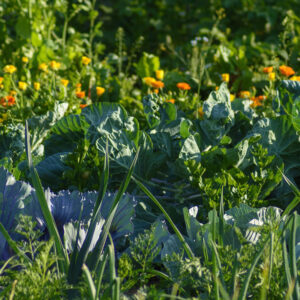 Potager