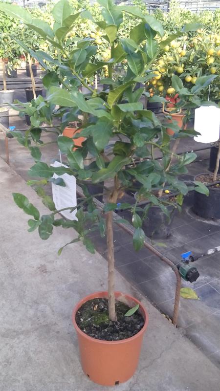 Citrus medica-Cédratier sur tige pot Diam. 22 cm.