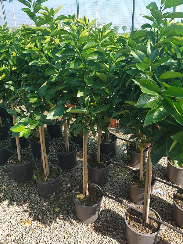 Citrus myrtifolia -Chinotto sur tige pot Diam. 22 cm.