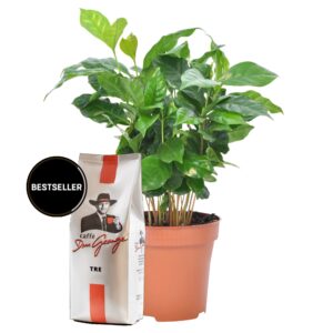 Naissance d’un Grain- Pack café Don George et caféier