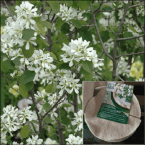 Pack Amélanchier commun et paillage de mouton