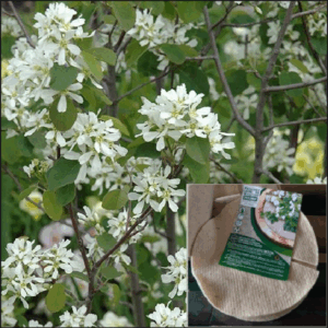 Pack Amélanchier commun et paillage de mouton