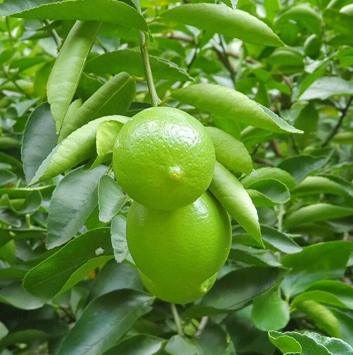 Citrus aurantifolia -Citron vert/Lime sur tige pot Diam. 22 cm.