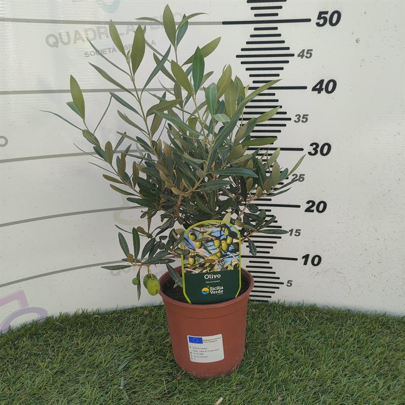 Olivier en forme buissonnante