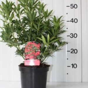 Pieris japonica var. couleur rouge