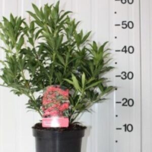 Pieris japonica var. couleur rouge