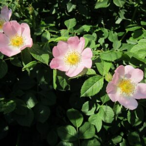 Rosa canina- Eglantier