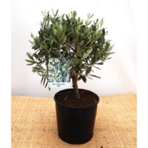 Olivier en forme buissonnante