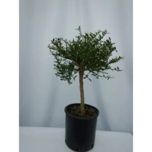 Citrus autralasica - Citron caviar sur tige pot Diam. 20 cm.