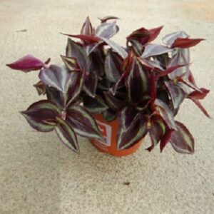 Tradescantia "Purple Joy"