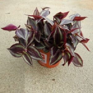 Tradescantia "Purple Joy"