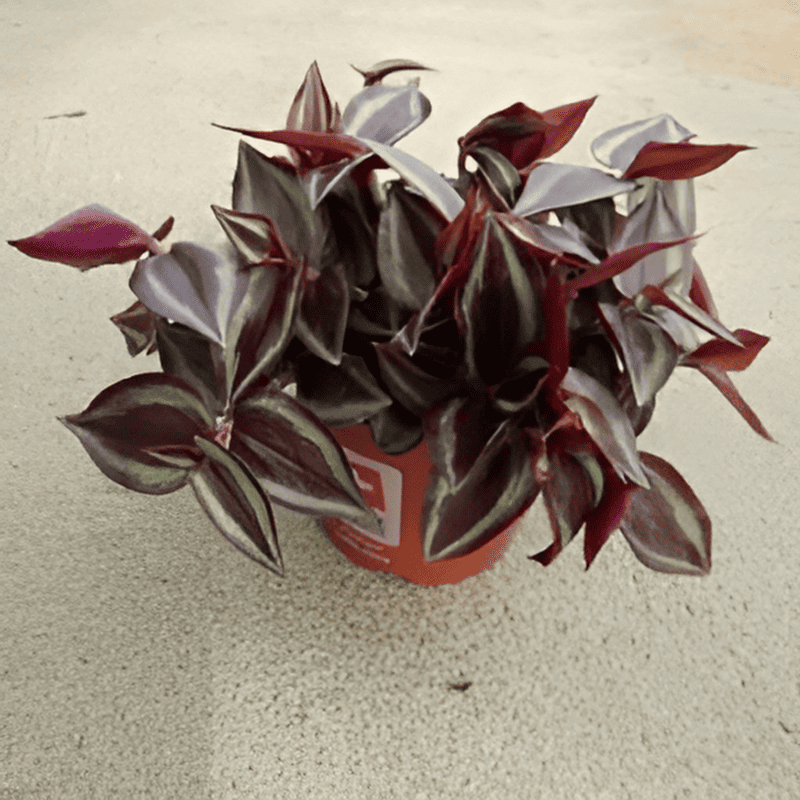 Tradescantia "Purple Joy"