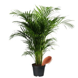 Palmier d'arec avec Olla XS