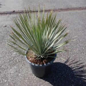 Yucca rostrata- Yucca arbustifa