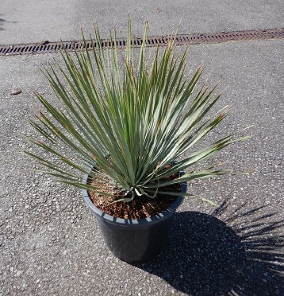 Yucca rostrata- Yucca arbustifa