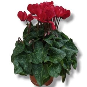 Cyclamen rouge