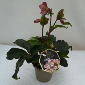 Rose de Noël Rose - Helleborus