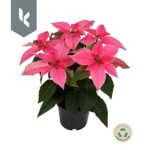 Poinsettia Etoile de Noël - Rose
