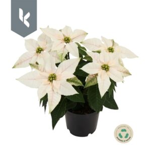 Poinsettia Etoile de Noël - Blanche