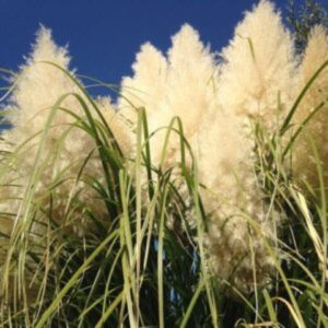 Herbe de la pampa - Cortaderia