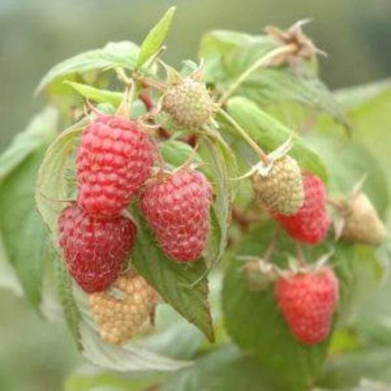Framboisier pour balcon 'Summer Lovers Patio Red' - Rubus