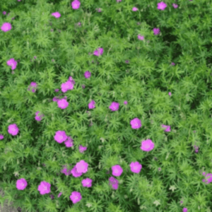 Géranium sanguin - Geranium