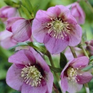 Hellébore orientale 'Pretty Helen Pink' - Helleborus
