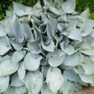 Hosta 'Blue Mouse Ear'- Hosta BIO