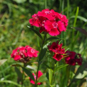 Oeillet à delta- Dianthus deltoïdes BIO