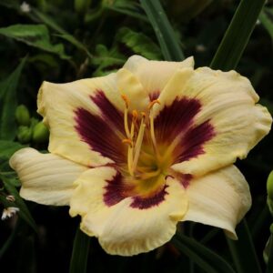 Lys d'un jour 'Blackberry Candy' - Hemerocallis