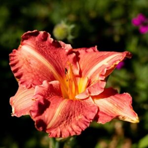 Lys d'un jour 'Burgundy Love' - Hemerocallis
