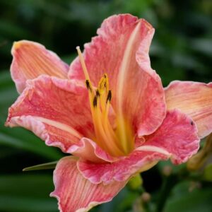Lys d'un jour 'EveryDayLily Bronze' - Hemerocallis