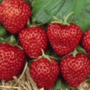 Lot de 6 fraisiers 'Mara des Bois' - Fragaria