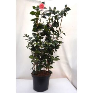 Camélia japonica floraison rose/blanc