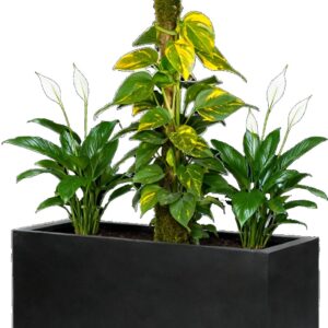 Bac végétalisé Pothos et Spathiphyllum