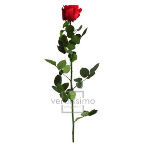 Rose rouge stabilisée