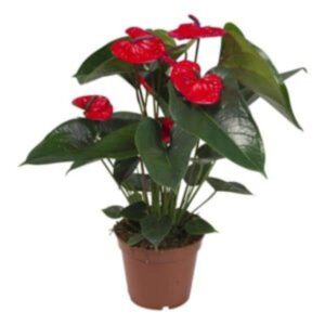 Anthurium rouge
