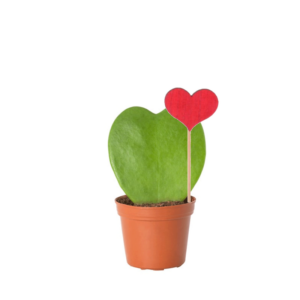 Mini Hoya Coeur et décoration coeur