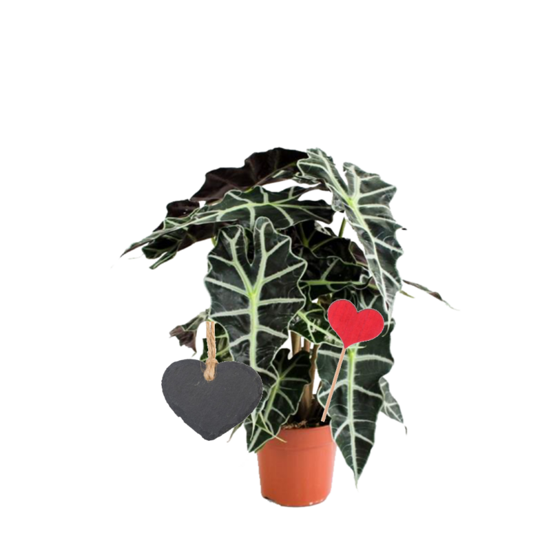 Alocasia Polly et décorations coeurs
