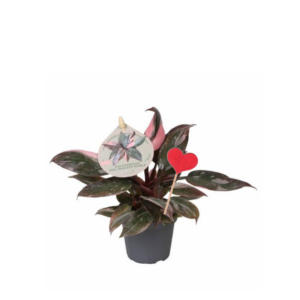 Philodendron Pink Prince et décorations coeurs