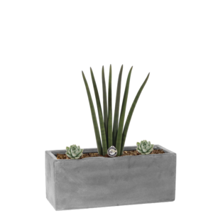 Bac végétalisé Sanseveria cylindrique et minis écheverias