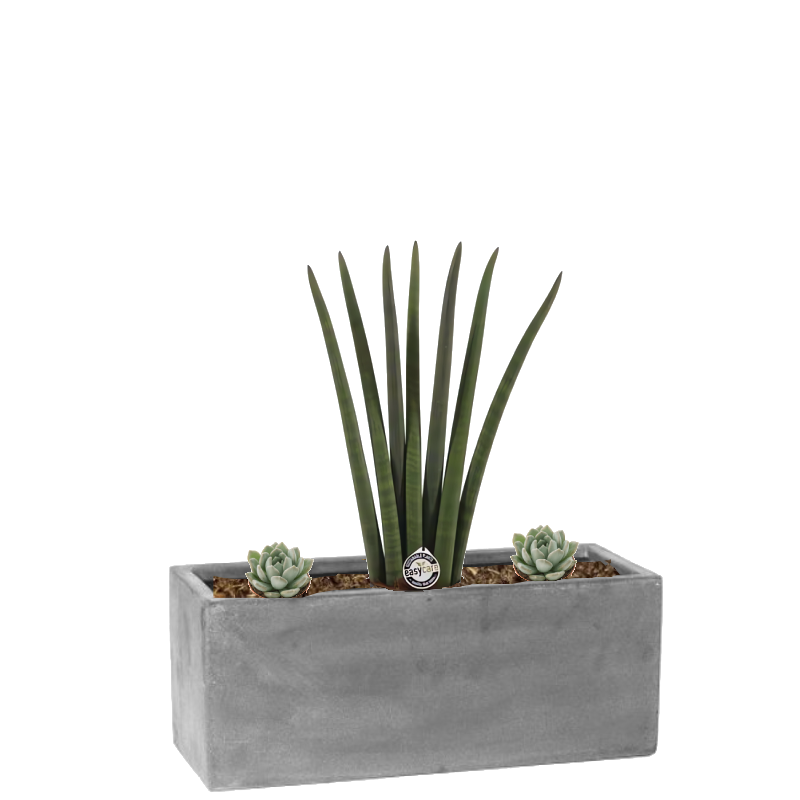 Bac végétalisé Sanseveria cylindrique et minis écheverias