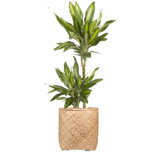 Bac végétalisé Dragonnier parfumé panaché