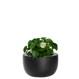 Bac végétalisé Pilea peperomioides