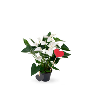 Anthurium blanc avec décorations coeurs