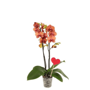 Orchidée Phalaenopsis brique et décoration coeur