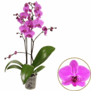 Orchidée Phalaenopsis rose