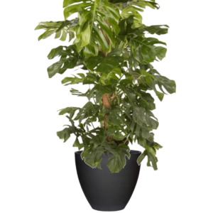 Bac végétalisé Monstera tuteur coco