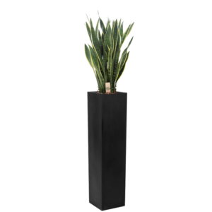 Bac végétalisé Sanseveria panachée